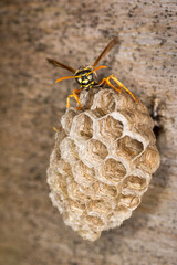 Close up of a paper wasp queen guarding her nest