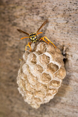 Close up of a paper wasp queen guarding her nest