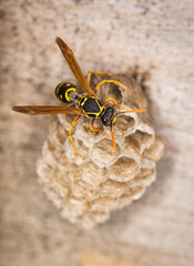 Close up of a paper wasp queen guarding her nest