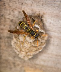 Close up of a paper wasp queen guarding her nest