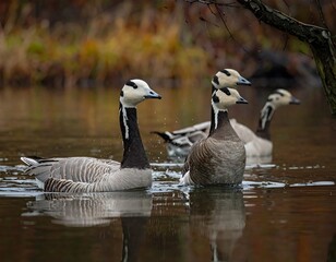 Elegant Barnacle Geese Swimming Gracefully in a Tranquil Pond Surrounded by Autumn Colors