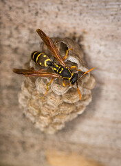 Close up of a paper wasp queen guarding her nest