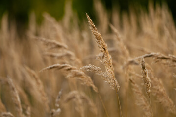 Dry golden tall grass in a vast field at golden hour, late summer to autumn, soft bokeh background and warm light conveying calm, tranquil rural meadow and seasonal change