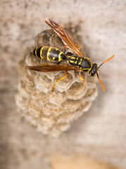 Close up of a paper wasp queen guarding her nest