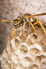 Close up of a paper wasp queen guarding her nest