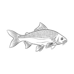 Fish Vector Graphic