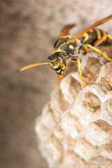 Close up of a paper wasp queen guarding her nest