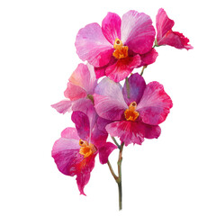 Pink orchid watercolor art isolated on transparent background