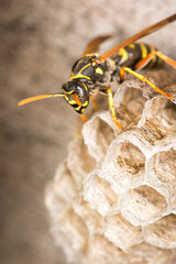 Close up of a paper wasp queen guarding her nest