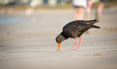 closeup of variable oystercatcher isolated against out of focus beach scene