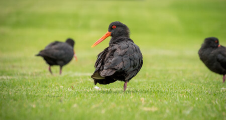 closeup of variable oystercatcher isolated against out of focus beach scene