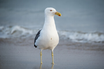 Close up of a black backed Gull or mollyhawk