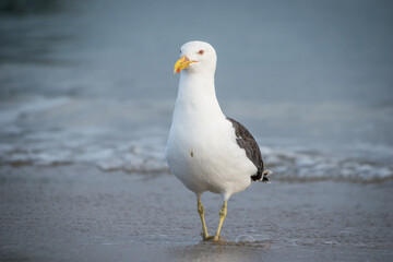 Close up of a black backed Gull or mollyhawk