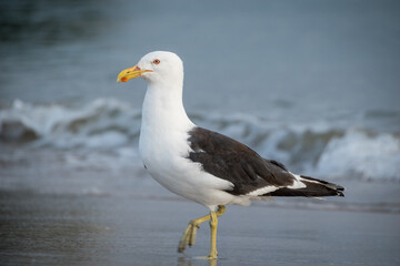 Close up of a black backed Gull or mollyhawk