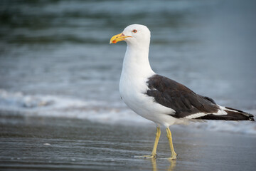 Close up of a black backed Gull or mollyhawk