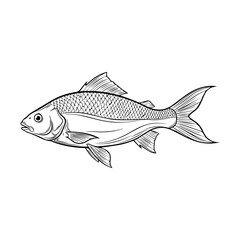 Fish Vector Art Collection
