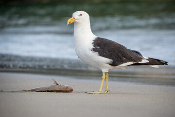 Southern black backed Gull or mollyhawk eating a fish on the beach