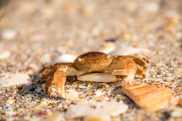 
close up of paddle crab on sandy beach