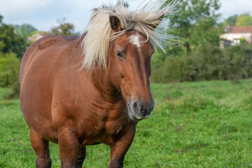 Comtois-Pferd mit vom Wind bewegter Mähne  © Markus Kammermann