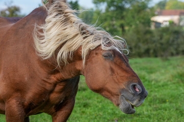 Comtois-Pferd schüttelt seine mähne hin und her
