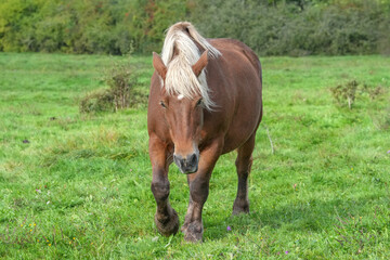 Comtois-Pferd mit wehender mähne auf der Weide © Markus Kammermann