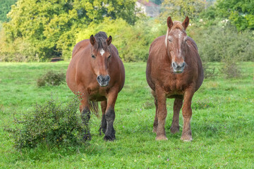 Ältere Comtois-Stuten zu zweit  auf der Weide
