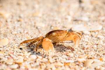 
close up of paddle crab on sandy beach