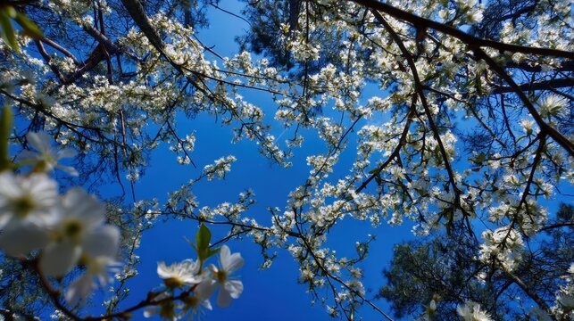 A blue sky with white clouds and a tree with white flowers. The sky is clear and bright, and the flowers are in full bloom. Concept of peace and tranquility, as the beauty of nature is on full display - Powered by Adobe