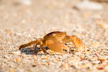 
close up of paddle crab on sandy beach