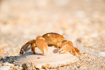 
close up of paddle crab on sandy beach