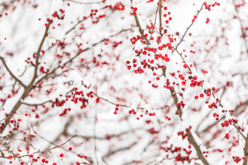 Branches of snow covered red berries