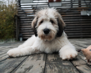 polish Lowland Sheepdog puppy laying down on the decking at home