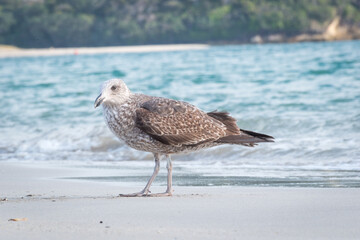 Close up of a juvenile black backed Gull or mollyhawk