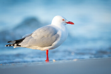 Red Billed Gull at beach