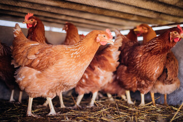 A group of red-feathered chickens in a special pen, poultry farm, poultry, agriculture.