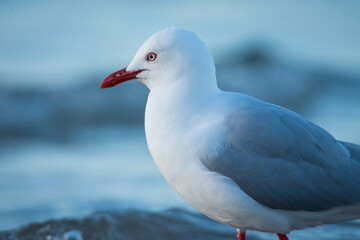 Red Billed Gull at beach