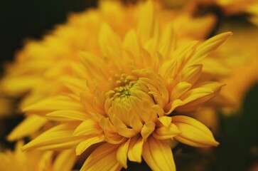 Yellow Chrysanthemum flower in the garden
