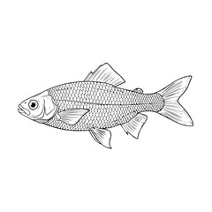 Realistic Fish Vector Artwork