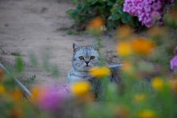 A beautiful gray British cat with amber eyes sits on the ground. Blurred flowers in the foreground.