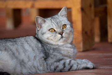 A beautiful gray British cat with amber eyes lies on the boards of the terrace