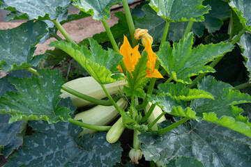 Zucchini bush with zucchini and yellow flowers, illuminated by the sun