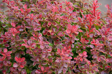 Beautiful decorative red-leaved barberry. Can be used as a background.