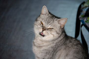 A beautiful gray British cat sits with her eyes squinted and her mouth slightly open
