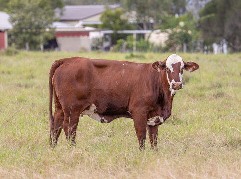 A Braford beef cow, a cross between and Hereford and a Brahman stands in a paddock and displays its weird face markings as it looks at the photographer on a farm near Gatton in Queensland, Australia. 