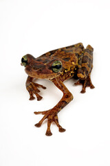 Manaus slender-legged tree frog // Amazonas-Milchfrosch, Knochenkopflaubfrosch (Osteocephalus...