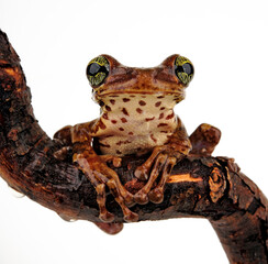 Amazonas-Milchfrosch, Knochenkopflaubfrosch // Manaus slender-legged tree frog (Osteocephalus...