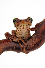 Manaus slender-legged tree frog // Amazonas-Milchfrosch, Knochenkopflaubfrosch (Osteocephalus...