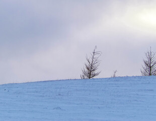 Naked trees and meadows covered with snow. Beautiful nature of northern Poland in winter.