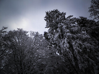 Winter in forest. Snow on trees.
