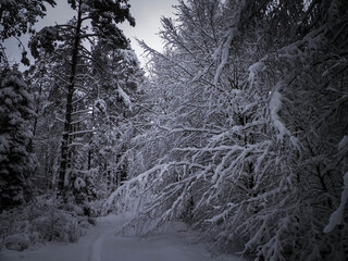 Winter in forest. Snow on trees.